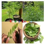 4 Unknown Advantages of Curry Leave for Hair and Skin Treatment Curry Leave